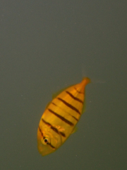 Gnathanodon speciosus
