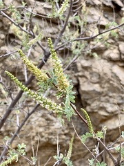 Eysenhardtia orthocarpa