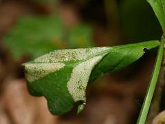 Phyllonorycter lautella