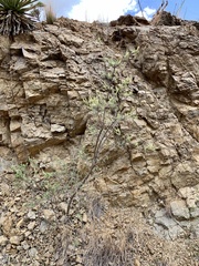 Eysenhardtia orthocarpa