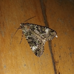 Anaplectoides prasina