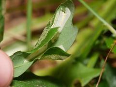 Phyllonorycter lautella