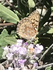 Speyeria callippe macaria
