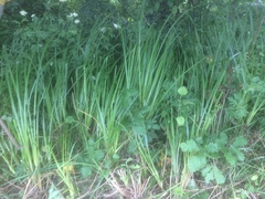Carex buekii