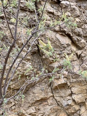 Eysenhardtia orthocarpa