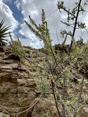 Eysenhardtia orthocarpa