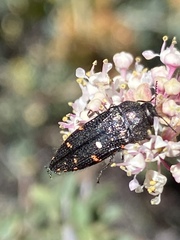 Acmaeodera vandykei