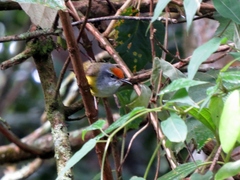 Phyllergates cucullatus