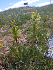 Pedicularis parryi