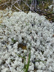 Cladonia arbuscula mitis