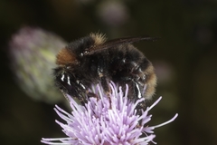 Bombus subterraneus