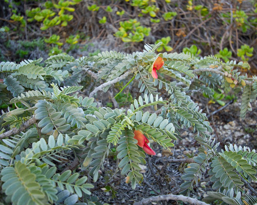 Sesbania tomentosa