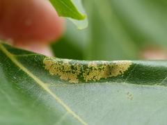 Phyllonorycter platani