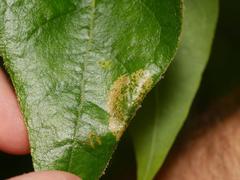 Phyllonorycter platani