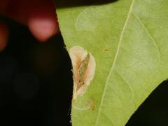 Phyllonorycter platani