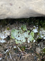 Solorina saccata
