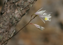 Broughtonia cubensis
