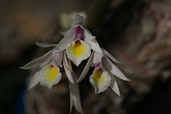 Broughtonia cubensis