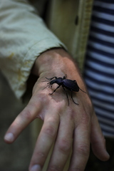 Carabus scabrosus tauricus