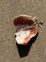 Argopecten ventricosus