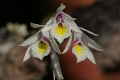 Broughtonia cubensis