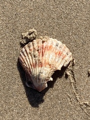 Argopecten ventricosus