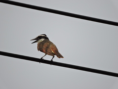 Pitangus sulphuratus