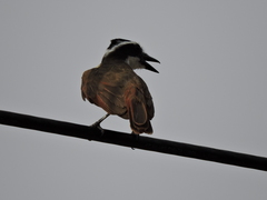 Pitangus sulphuratus