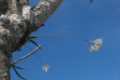 Broughtonia cubensis