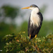 Pied Heron - Photo (c) Nik Borrow, some rights reserved (CC BY-NC), uploaded by Nik Borrow