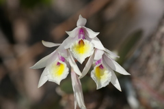 Broughtonia cubensis