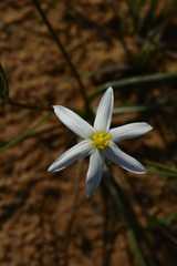 Pauridia serrata albiflora
