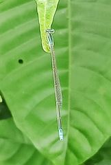 Aciagrion hisopa