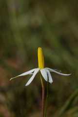 Pauridia serrata albiflora