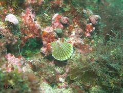 Aequipecten tehuelchus