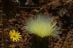 Conicosia pugioniformis