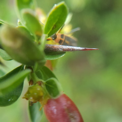 Condalia mexicana