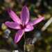 Pink Eveninglily - Photo (c) Heather and Andrew Hodgson, some rights reserved (CC BY-NC), uploaded by Heather and Andrew Hodgson
