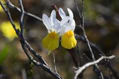 Nemesia cheiranthus
