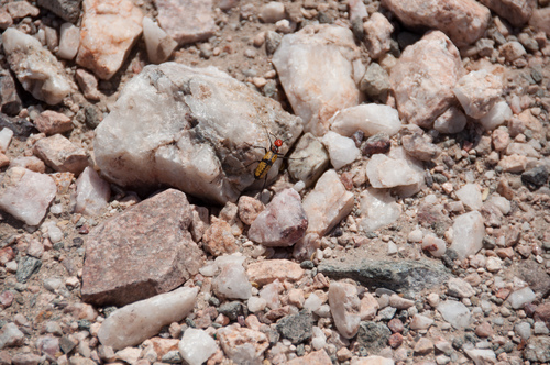 Iron Cross Blister Beetle photo 5