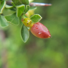 Condalia mexicana