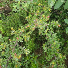 Condalia mexicana