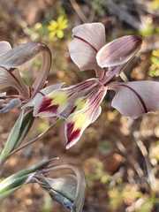 Gladiolus orchidiflorus