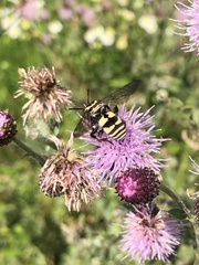 Triepeolus remigatus