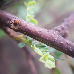 Mimosa depauperata
