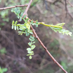 Mimosa depauperata