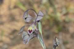 Gladiolus orchidiflorus