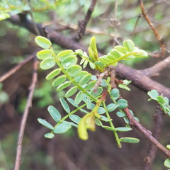 Mimosa depauperata