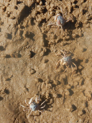 Mictyris darwinensis