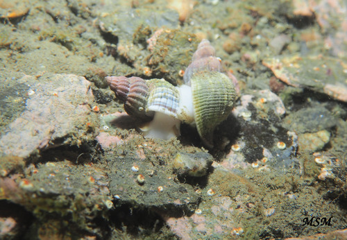Xymenopsis muriciformis observed 2020-01-25